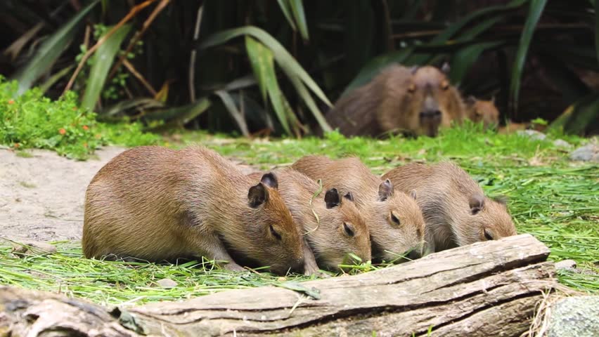 Baby Capybara Images