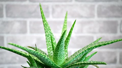 Aloe Vera Plant Leaves Rotation Stock Footage Video 100 Royalty