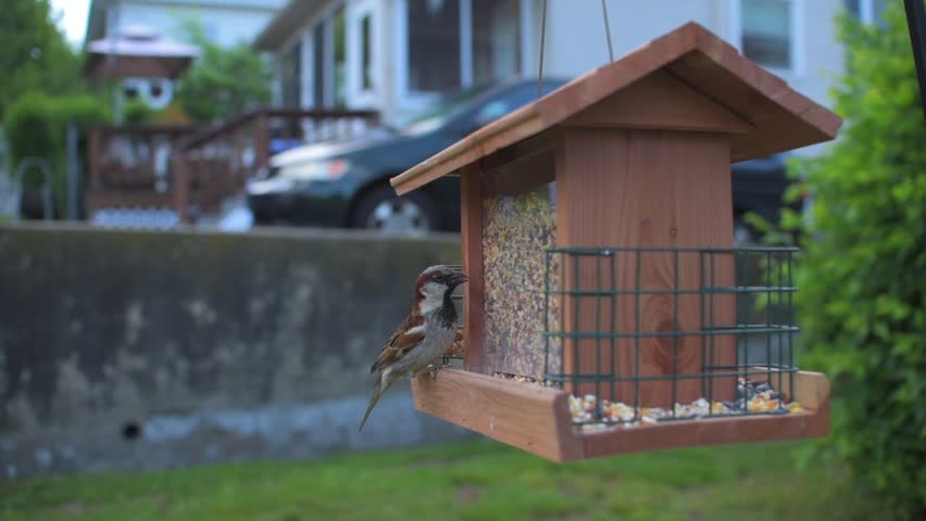 A Bird Feeder Hanging From Stock Footage Video 100 Royalty Free