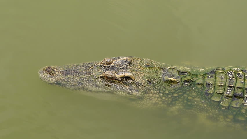 Slow-motion of Crocodile Swimming Stock Footage Video (100% Royalty ...