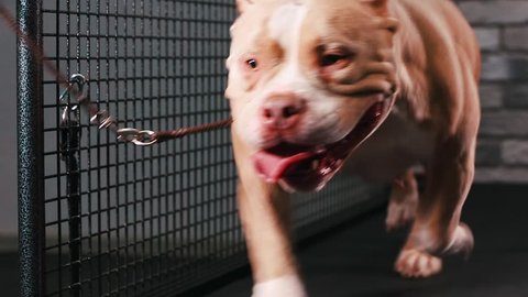 Fitness Motivation Funny Joke Dog Running On Treadmill Doing His Cardio Workout Cool Smart Pet Video Footage Front View Close Up Fitness Motivation Funny Joke Dog Running On Treadmill Doing His Cardio Workout Cool Smart Pet Video Footage Front View Close Up