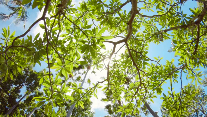 Green Jungle Trees and Palms Against Blue Sky and Shining Sun. Travel Vacation Nature Concept. Look Up View in Tropical Forest Background. 4K Slowmotion Steadycam Footage. Bali, Indonesia.