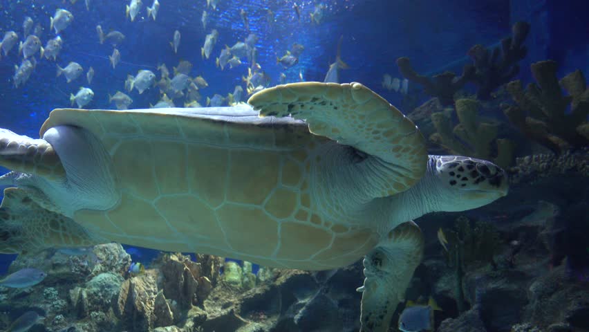 Underwater photo of a turtle image - Free stock photo - Public Domain ...