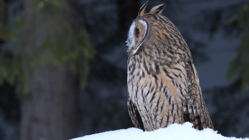 Long Eared Owl in the Branches image - Free stock photo - Public Domain ...