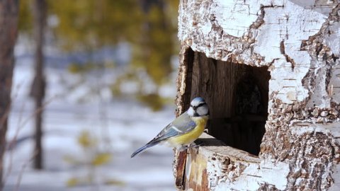 Animals Feeder In The Forest Stock Footage Video 100 Royalty