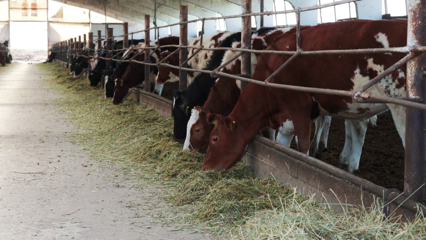 Close Up Of Tagged Cows Stock Footage Video 100 Royalty Free