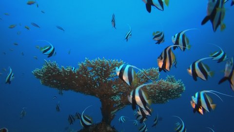 Colourful Banner Fish And Hard Coral Stock Footage Video 100