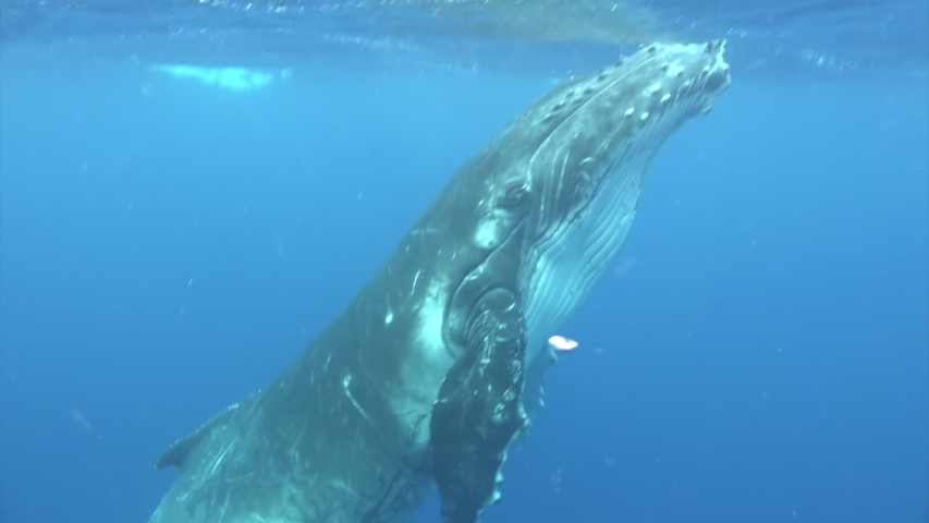 Divers Swim With Humpback Whale Stock Footage Video 100