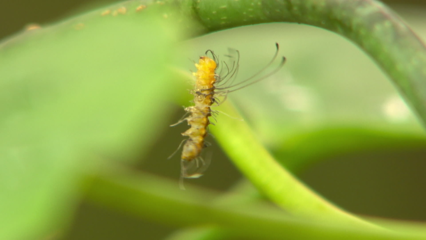 Steady Close Up Shot Of A Yellow Long Haired Silkworm Caterpillar