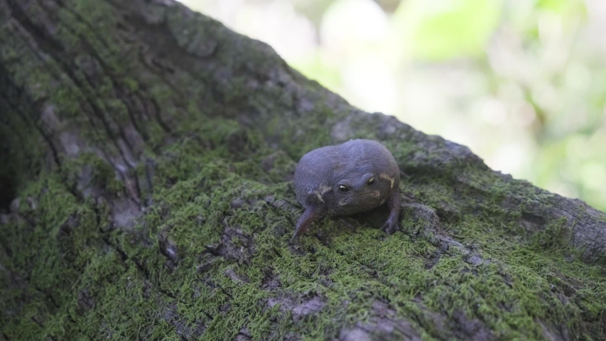 South African Black Rain Frog Stock Footage Video 100 Royalty