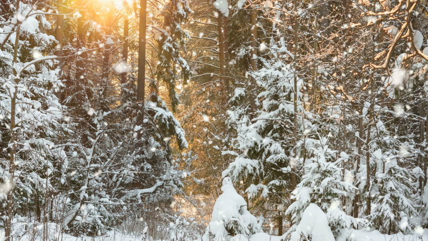 Colored Trees in snowstorm in winter landscape image - Free stock photo ...