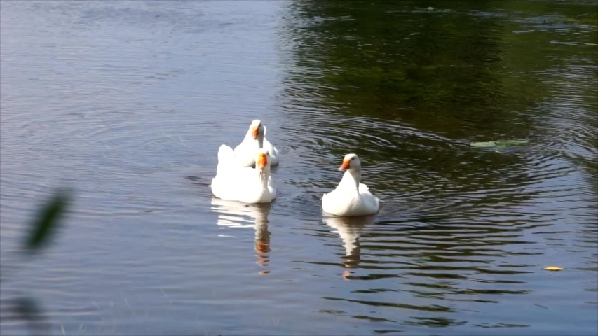 Family of Geese and Goslings swimming image - Free stock photo - Public ...