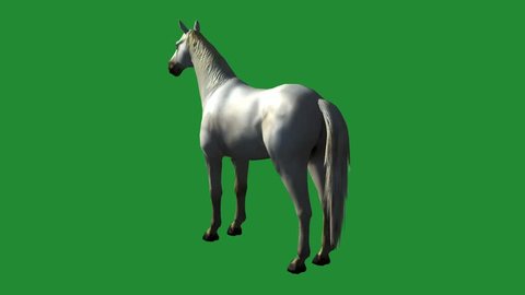 White Horse Foal Petfarm Animal Wild Stock Footage Video (100%  Royalty-free) 10363028 | Shutterstock