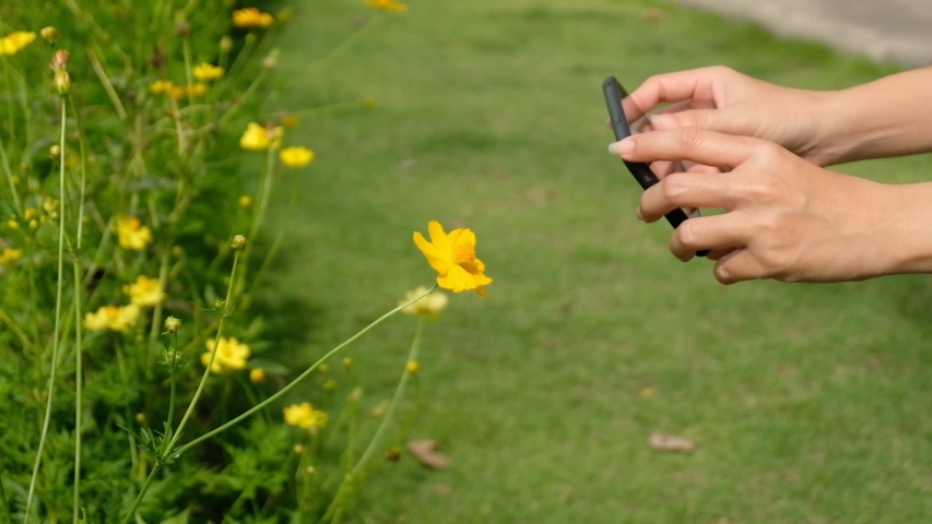 woman-taking-a-photo-of-pink-flowers image - Free stock photo - Public ...