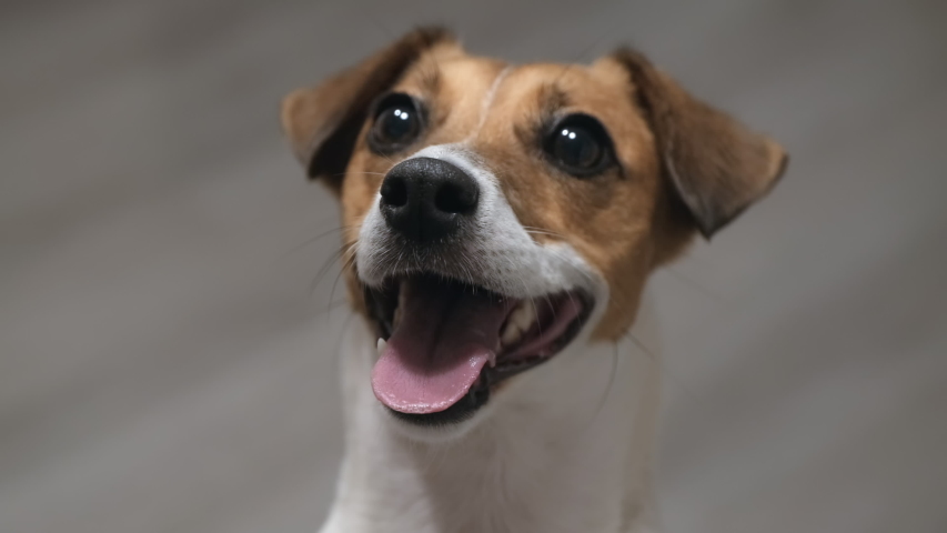 Dog with tongue out and tail wagging image - Free stock photo - Public ...