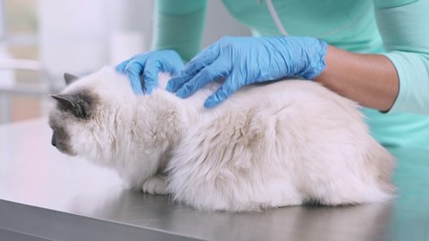 Master Groomer Cuts Cat Using Stock Footage Video 100 Royalty