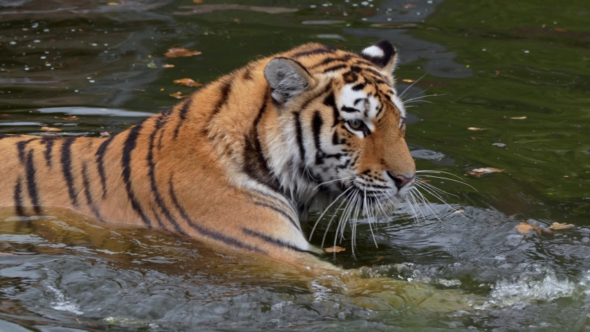 Siberian Tiger and Cub (Panthera tigris altaica) image - Free stock ...