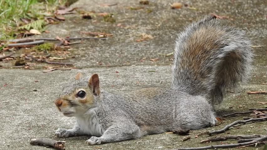 Squirrel laying down stomach on the concrete walk ...