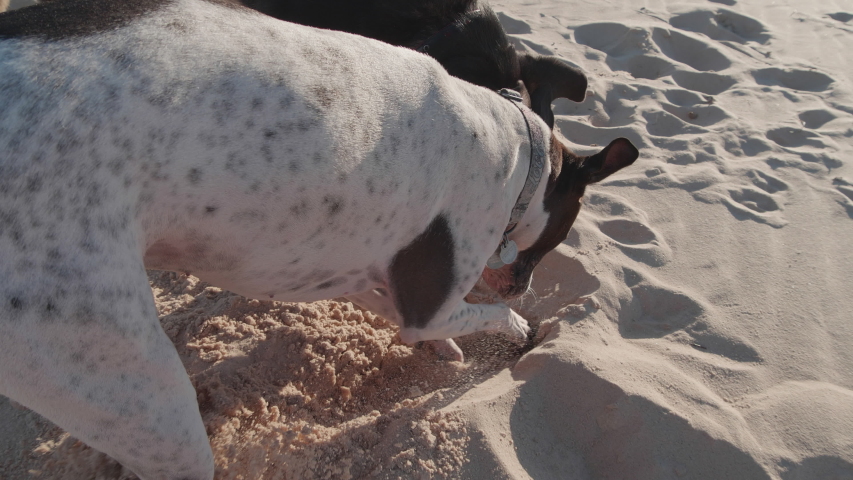 German Shorthaired Pointer And A German Shepherd Play Fight In