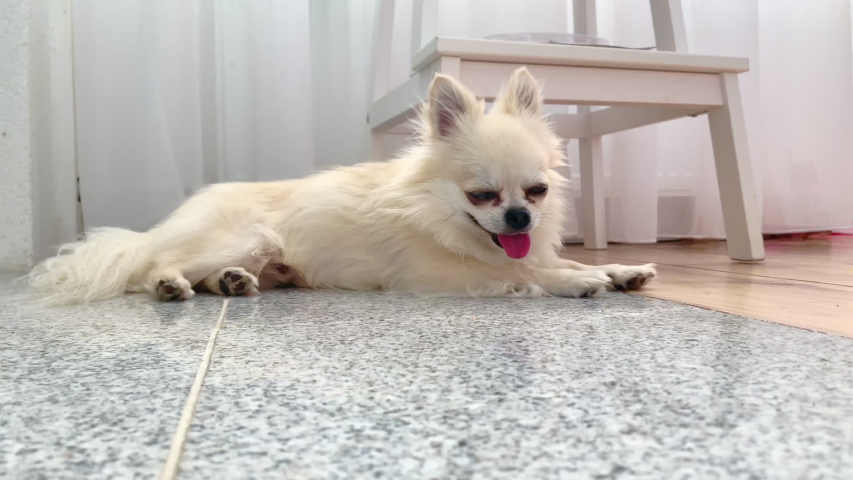 Hd00 07close Up A Cute Beige Long Hair Chihuahua Puppy Dog Lies