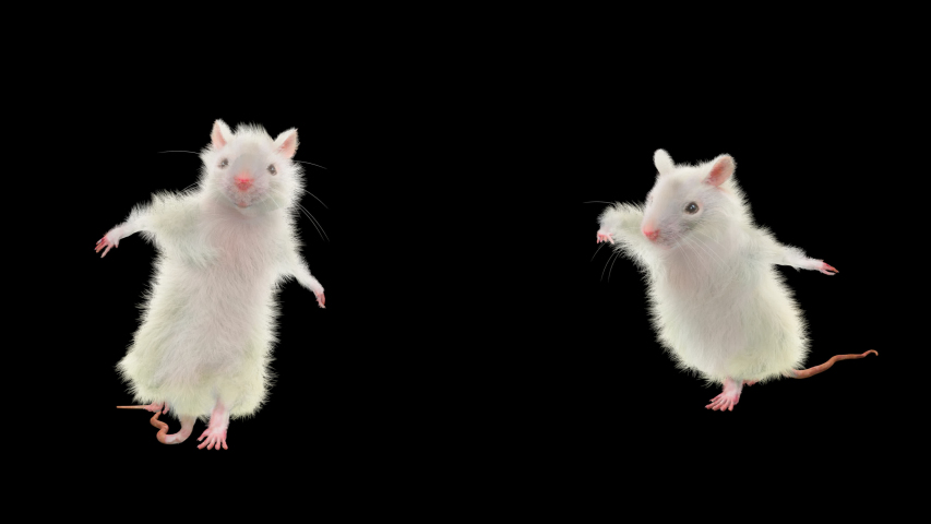 Rat Dance Cg Fur 3d Stock Footage Video (100% Royalty-free) 1043722228 ...