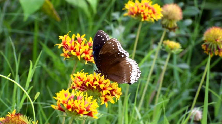 Monarch Butterfly sitting on Purple Flowers image - Free stock photo ...