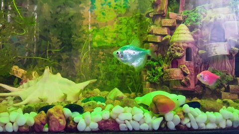 Small Fish Tank Designs Freshwater Fish Tanks Design Stock Video