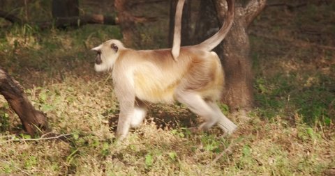 Gray And White Haired Monkey Stock Video Footage 4k And Hd Video