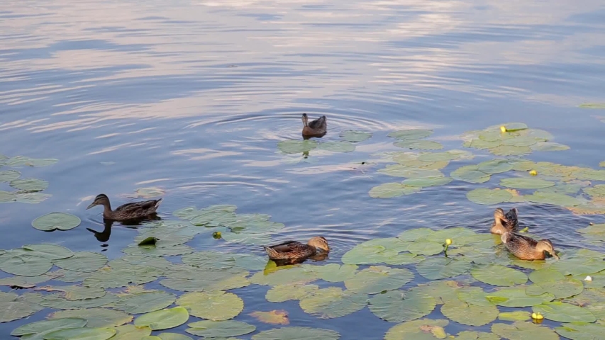 Group of ducks in the park image - Free stock photo - Public Domain ...