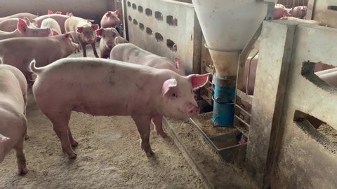 Fattening Pig Stock Video Footage 4k And Hd Video Clips
