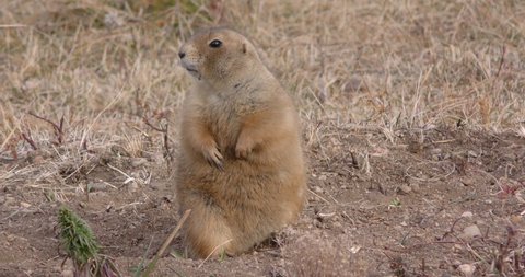 Fat Squirrel Autumn Stock Video Footage 4k And Hd Video Clips
