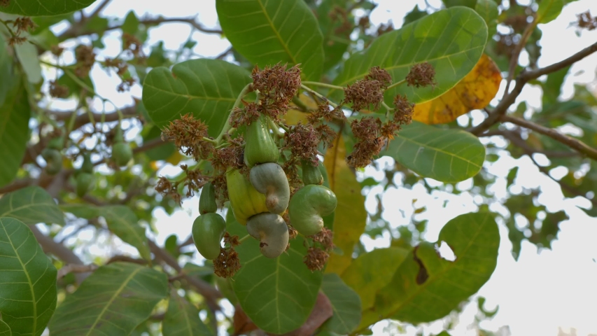 Cashew Tree with Cashew Fruit image - Free stock photo - Public Domain ...