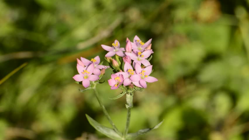 Header of centaury