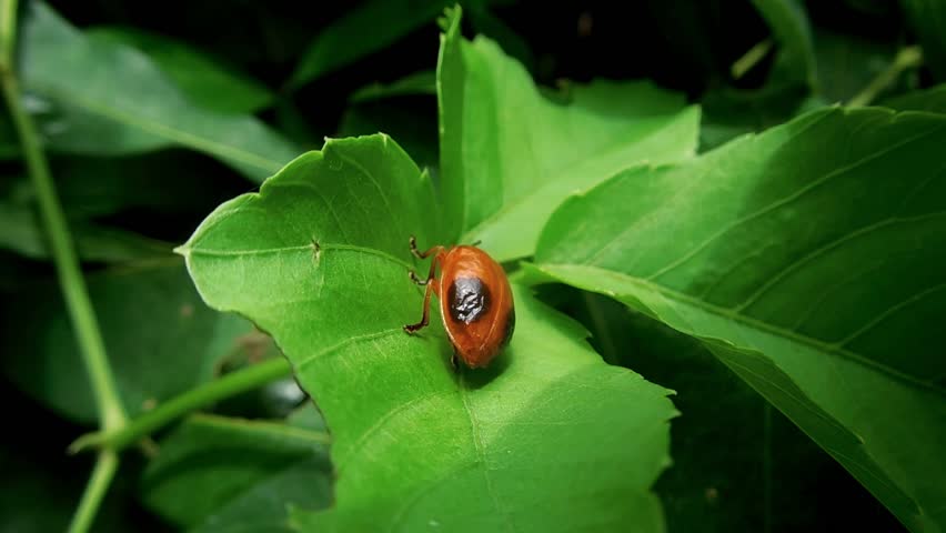 Pumpkin Beetle Stock Footage Video 6907333 | Shutterstock