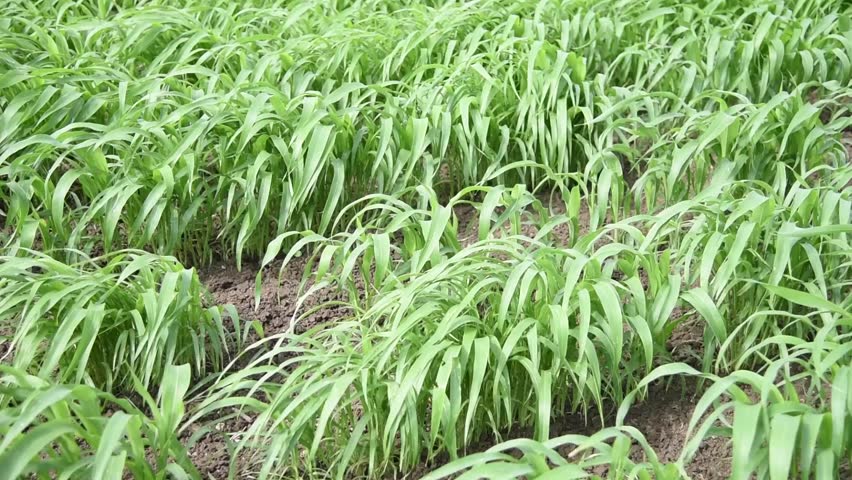 Sorghum, Jwari Field, Salunkwadi, Ambajogai, Stock Footage Video (100% ...