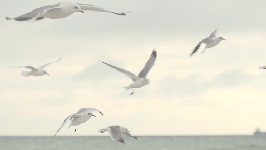 Header of hover