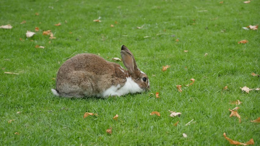 Rabbit Eating Grass in the Stock Footage Video (100% Royalty-free ...