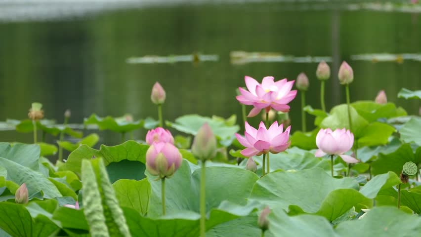 Lotus Flowers and Buds That Stock Footage Video (100%