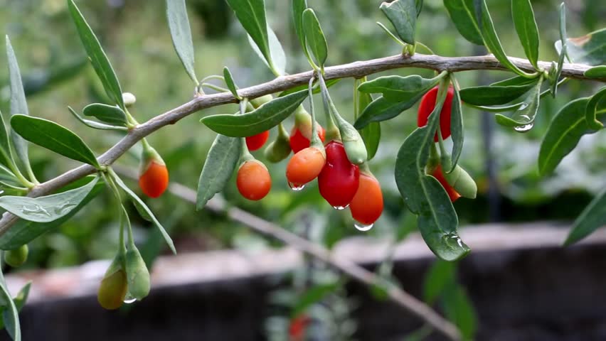 What Does Olive Tree Branch Mean - Food Ideas