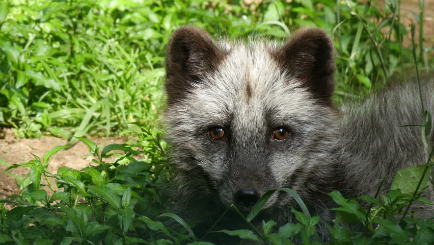 Stock Video Clip Of Head Polar Fox Arctic Shutterstock
