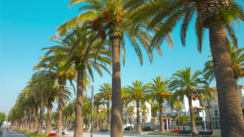 Beautiful Palm Trees Alley, Salou, 4k Spain, Europe Stock Footage Video ...