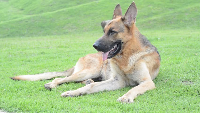 Header of Alsatian