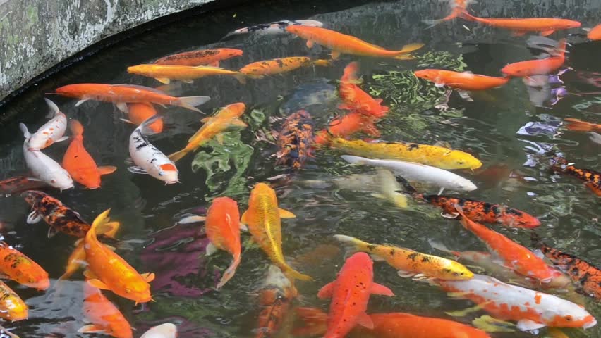  Chinese  Koi  Fishes in Pond Stock Footage Video 100 