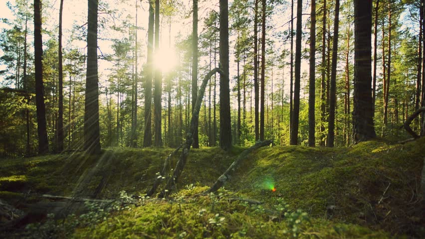 Slider Shot Of The Sun Shining Through The Trees Stock Footage Video ...