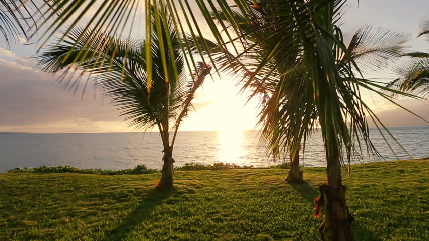 Hammock And Palm Trees At Stock Footage Video 100 Royalty