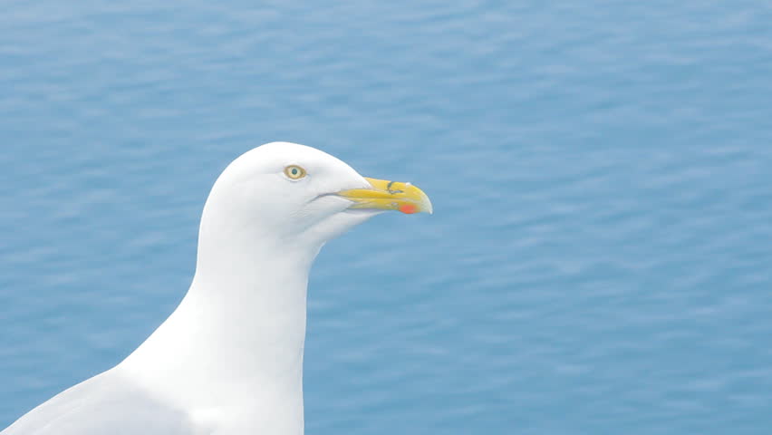 Header of burgomaster