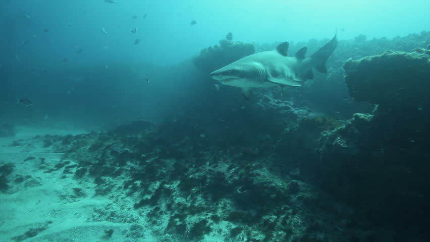 Ragged Tooth Shark (sand Tiger Shark) Swimming Over Reef At Aliwal