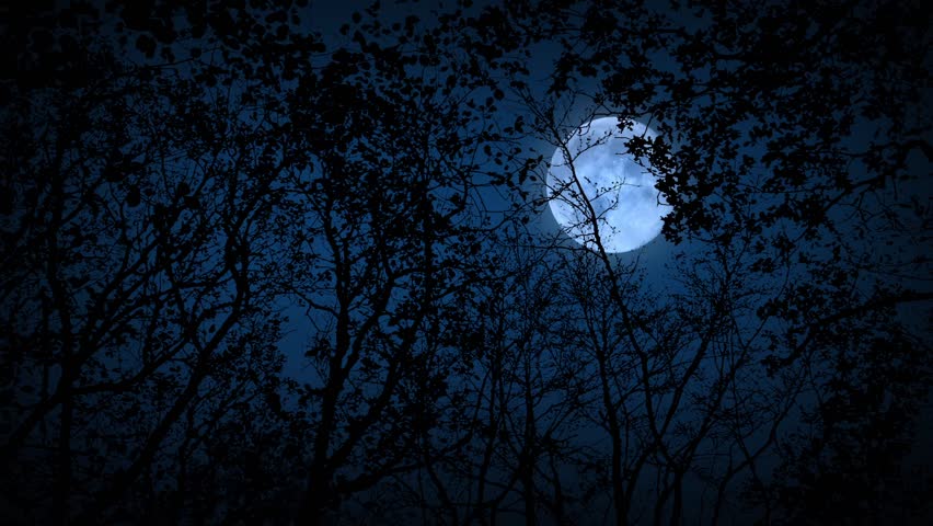 Moon Forest Stock Footage Video | Shutterstock