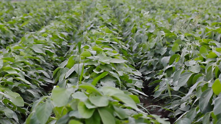 Steady Walk Along Path Between Rows Of Fresh Green Maize, Corn Or ...