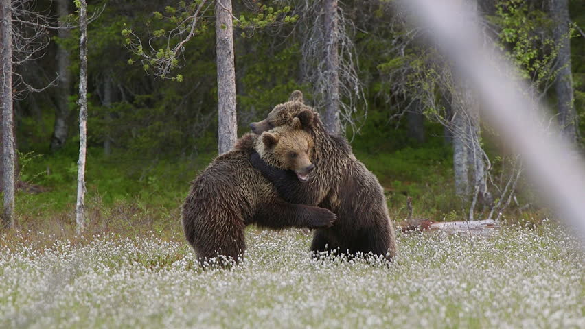 Two Brown Bears Wrestling Fighting Stock Footage Video (100% Royalty